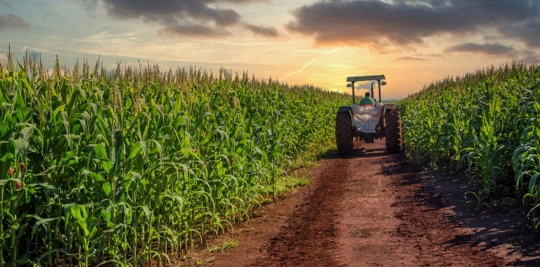 Traktor jadący drogą między kukurydzą